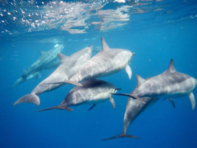 Nager avec les dauphins dans la baie de tamarin à l'Ile Maurice
